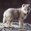 neorock505's picture